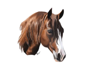 Stickers de Caballos para Whatsapp