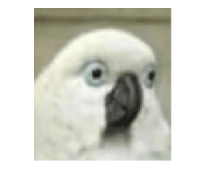 Stickers de Aves para Whatsapp