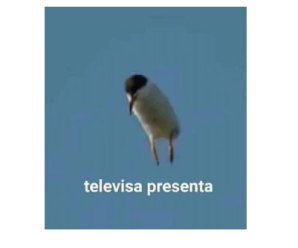 Stickers Graciosos para Whatsapp