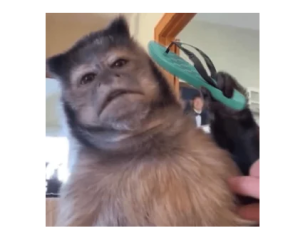 Stickers Divertidos para Whatsapp