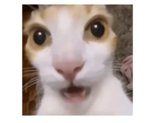 Stickers de Gatos para Whatsapp