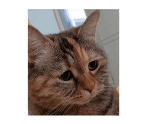 Stickers de Memes de Gatos para Whatsapp